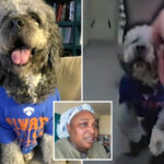 lapd’s-stunning-decision-in-case-of-cop-who-shot-dog-dead