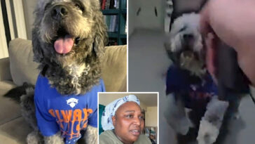 lapd’s-stunning-decision-in-case-of-cop-who-shot-dog-dead