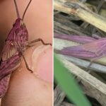 woman-finds-extremely-rare-pink-grasshopper-in-garden:-‘i-couldn’t-believe-my-eyes’