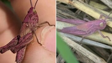 woman-finds-extremely-rare-pink-grasshopper-in-garden:-‘i-couldn’t-believe-my-eyes’