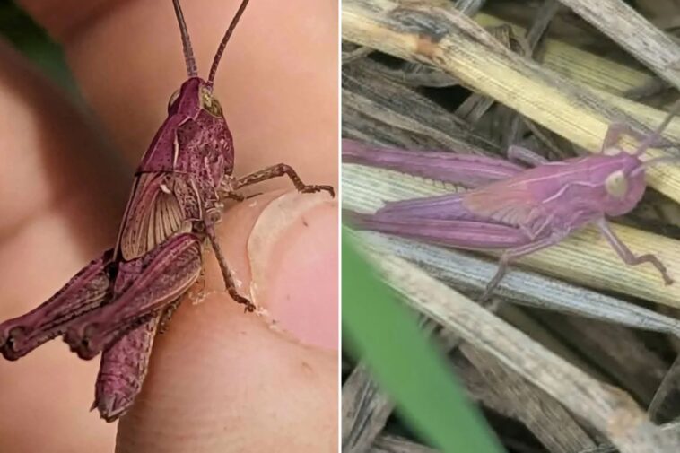 woman-finds-extremely-rare-pink-grasshopper-in-garden:-‘i-couldn’t-believe-my-eyes’