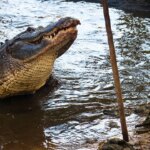 florida-man-gives-an-incredible-interview-about-how-he-fought-off-an-alligator-with-a-fishing-pole