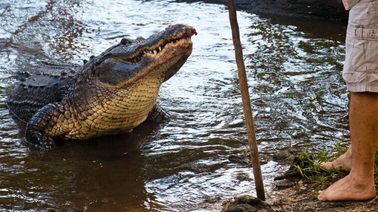 florida-man-gives-an-incredible-interview-about-how-he-fought-off-an-alligator-with-a-fishing-pole