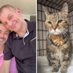 cat-survives-more-than-a-week-trapped-inside-nyc-home-that-was-sealed-by-cops-after-owners-died-unexpectedly