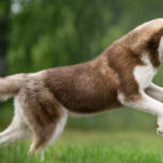 watch:-hero-husky-saves-boy-from-possible-bear-attack-by-charging-wild-animal