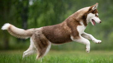 watch:-hero-husky-saves-boy-from-possible-bear-attack-by-charging-wild-animal