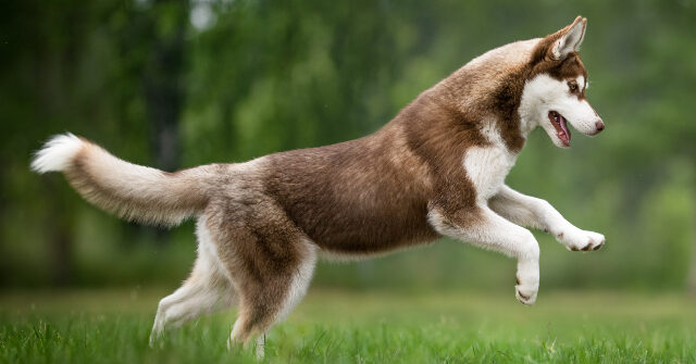 watch:-hero-husky-saves-boy-from-possible-bear-attack-by-charging-wild-animal