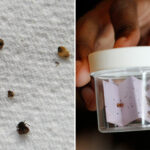 chicago-lands-crown-as-bedbug-capital-of-the-us:-report