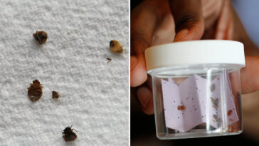 chicago-lands-crown-as-bedbug-capital-of-the-us:-report