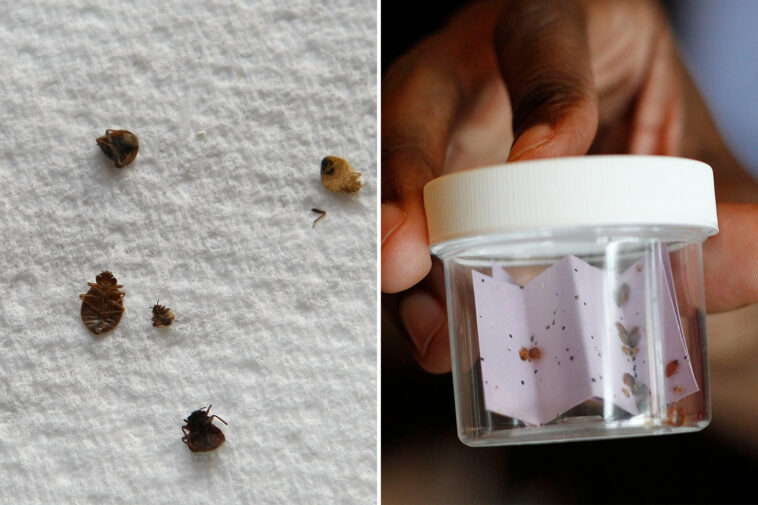 chicago-lands-crown-as-bedbug-capital-of-the-us:-report