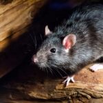 wild-rat-in-new-mexico-tests-positive-for-the-plague-after-4-confirmed-cases-in-dogs