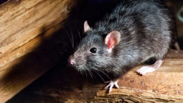 wild-rat-in-new-mexico-tests-positive-for-the-plague-after-4-confirmed-cases-in-dogs