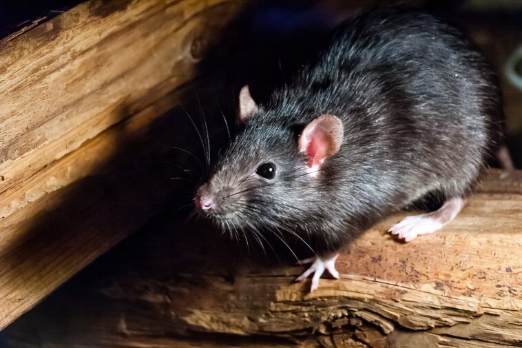 wild-rat-in-new-mexico-tests-positive-for-the-plague-after-4-confirmed-cases-in-dogs