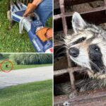 firefighters-save-adorable-racoon-with-‘jaws-of-life’:-‘one-for-the-record-books’