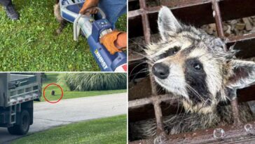 firefighters-save-adorable-racoon-with-‘jaws-of-life’:-‘one-for-the-record-books’