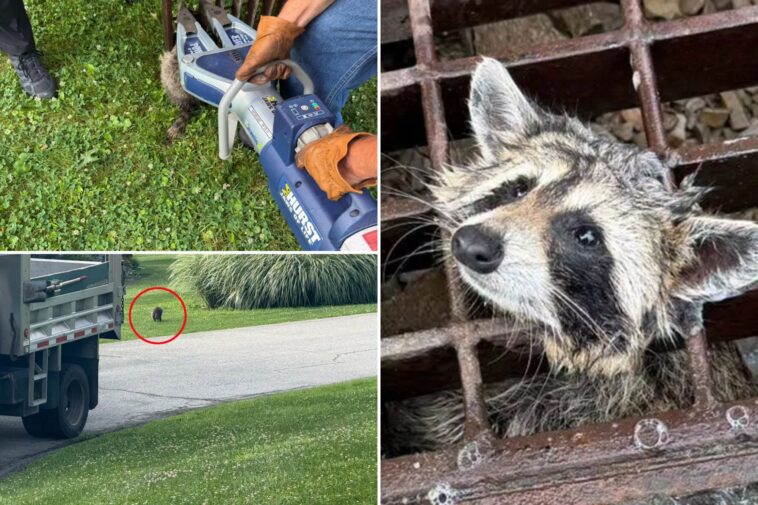 firefighters-save-adorable-racoon-with-‘jaws-of-life’:-‘one-for-the-record-books’