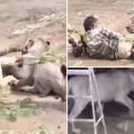 cattle-herder-narrowly-escapes-terrifying-caught-on-camera-lion-attack-by-treating-beast-like-house-cat