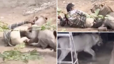 cattle-herder-narrowly-escapes-terrifying-caught-on-camera-lion-attack-by-treating-beast-like-house-cat