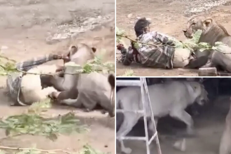 cattle-herder-narrowly-escapes-terrifying-caught-on-camera-lion-attack-by-treating-beast-like-house-cat
