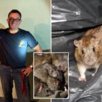 rats-are-surging-this-summer—-here’s-how-to-keep-nyc’s-unofficial-mascot-at-bay:-‘they-eat-through-sheet-rock’