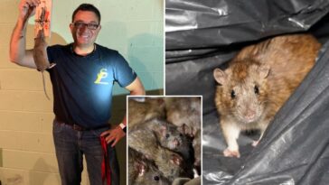 rats-are-surging-this-summer—-here’s-how-to-keep-nyc’s-unofficial-mascot-at-bay:-‘they-eat-through-sheet-rock’