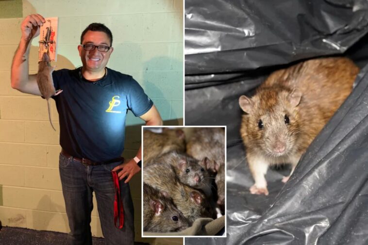 rats-are-surging-this-summer—-here’s-how-to-keep-nyc’s-unofficial-mascot-at-bay:-‘they-eat-through-sheet-rock’