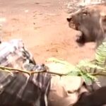 shock-video:-mauled-and-pinned-down-by-a-lioness,-cattle-herder-escapes-death-by-petting-her-like-a-cat