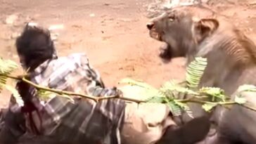 shock-video:-mauled-and-pinned-down-by-a-lioness,-cattle-herder-escapes-death-by-petting-her-like-a-cat