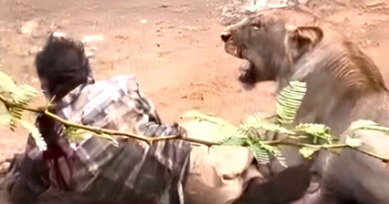 shock-video:-mauled-and-pinned-down-by-a-lioness,-cattle-herder-escapes-death-by-petting-her-like-a-cat
