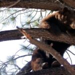 black-bear-raiding-a-garbage-can-at-lake-tahoe-garage-triggers-dramatic-wildlife-encounter