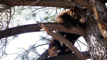 black-bear-raiding-a-garbage-can-at-lake-tahoe-garage-triggers-dramatic-wildlife-encounter
