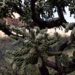 off-grid-man-found-living-in-remote-forest-for-eight-years-surrounded-by-1,000lbs-of-trash