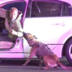 savage-moment-k-9-drags-suspect-from-car-in-socal-standoff-before-cops-swarm