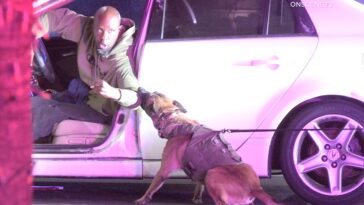 savage-moment-k-9-drags-suspect-from-car-in-socal-standoff-before-cops-swarm