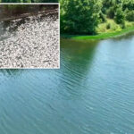 fish-kill-triggered-in-potomac-river-as-water-temperatures-surge-to-record-94-degrees-due-to-extreme-heat-wave