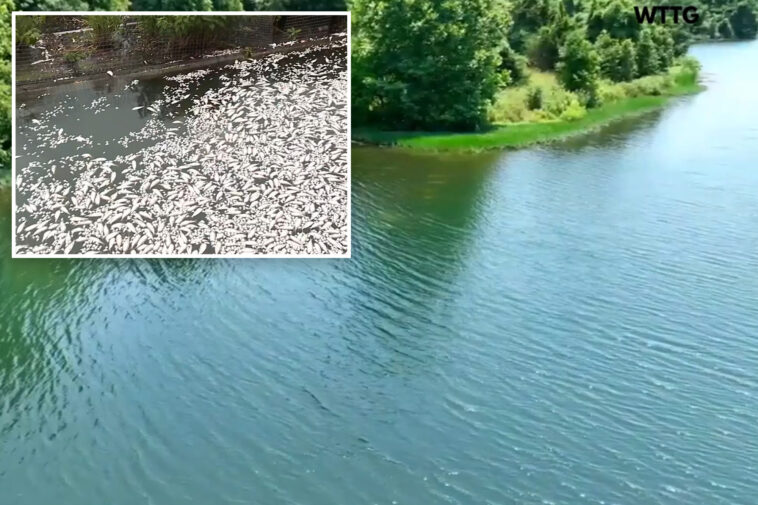 fish-kill-triggered-in-potomac-river-as-water-temperatures-surge-to-record-94-degrees-due-to-extreme-heat-wave
