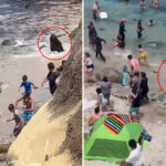terrifying-moment-huge-sea-lions-chase-tourists-off-popular-california-beach