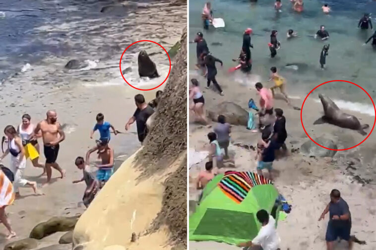 terrifying-moment-huge-sea-lions-chase-tourists-off-popular-california-beach