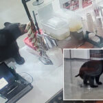 black-bear-breaks-into-alaskan-mall,-eats-a-peach-and-relieves-itself-on-floor-before-leaving:-video