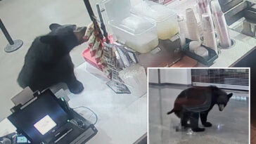 black-bear-breaks-into-alaskan-mall,-eats-a-peach-and-relieves-itself-on-floor-before-leaving:-video