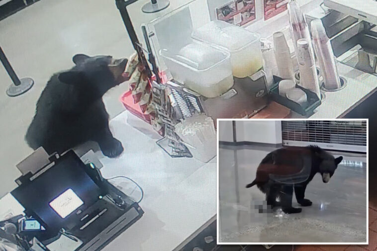 black-bear-breaks-into-alaskan-mall,-eats-a-peach-and-relieves-itself-on-floor-before-leaving:-video