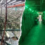 california-seizes-63,000-pounds-of-illegal-cannabis-worth-$104-million-in-major-crackdown