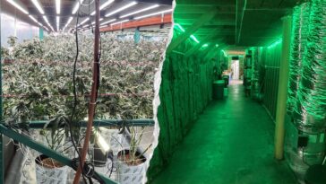 california-seizes-63,000-pounds-of-illegal-cannabis-worth-$104-million-in-major-crackdown