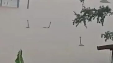 horrified-villagers-living-in-fear-after-hundreds-of-venomous-snakes-escape-farm-as-floodwaters-crush-city