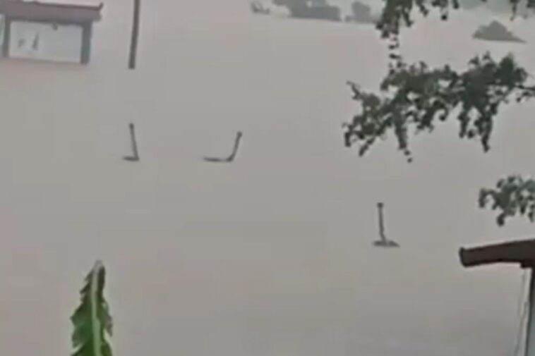 horrified-villagers-living-in-fear-after-hundreds-of-venomous-snakes-escape-farm-as-floodwaters-crush-city