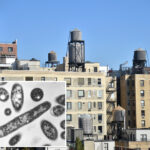 over-half-the-cooling-towers-in-nyc-legionnaires’-outbreak-area-issued-violations-in-recent-months:-records