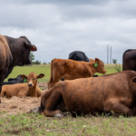 trump-administration-expands-‘product-of-usa’-label-as-push-for-american-raised-beef-grows