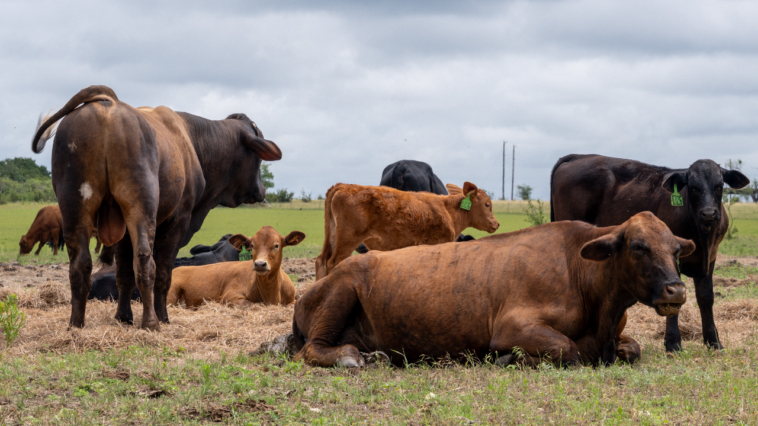 trump-administration-expands-‘product-of-usa’-label-as-push-for-american-raised-beef-grows