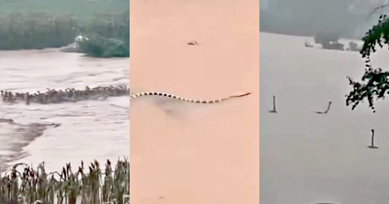 horror:-first,-a-reservoir-collapsed-in-china-and-the-village-was-flooded-–-then,-came-the-escaped-venomous-snakes-by-the-hundreds-(videos)
