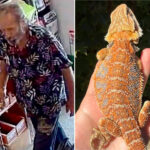 bearded-reptile-thief-caught-on-camera-stealing-bearded-dragon-from-california-pet-shop